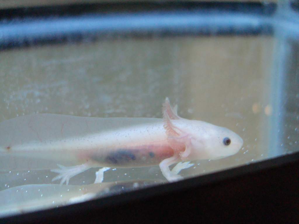 Leucistic