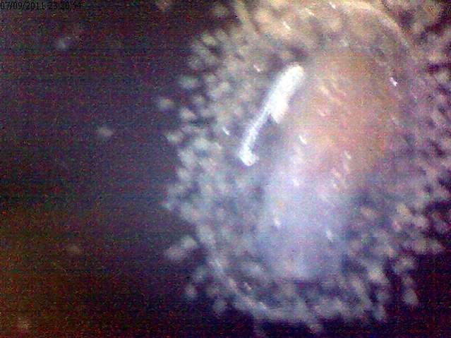 Limpet 200x covered in the Euglena. Not sure if the limpet is eating them.  But, from the video I have it looks like it!