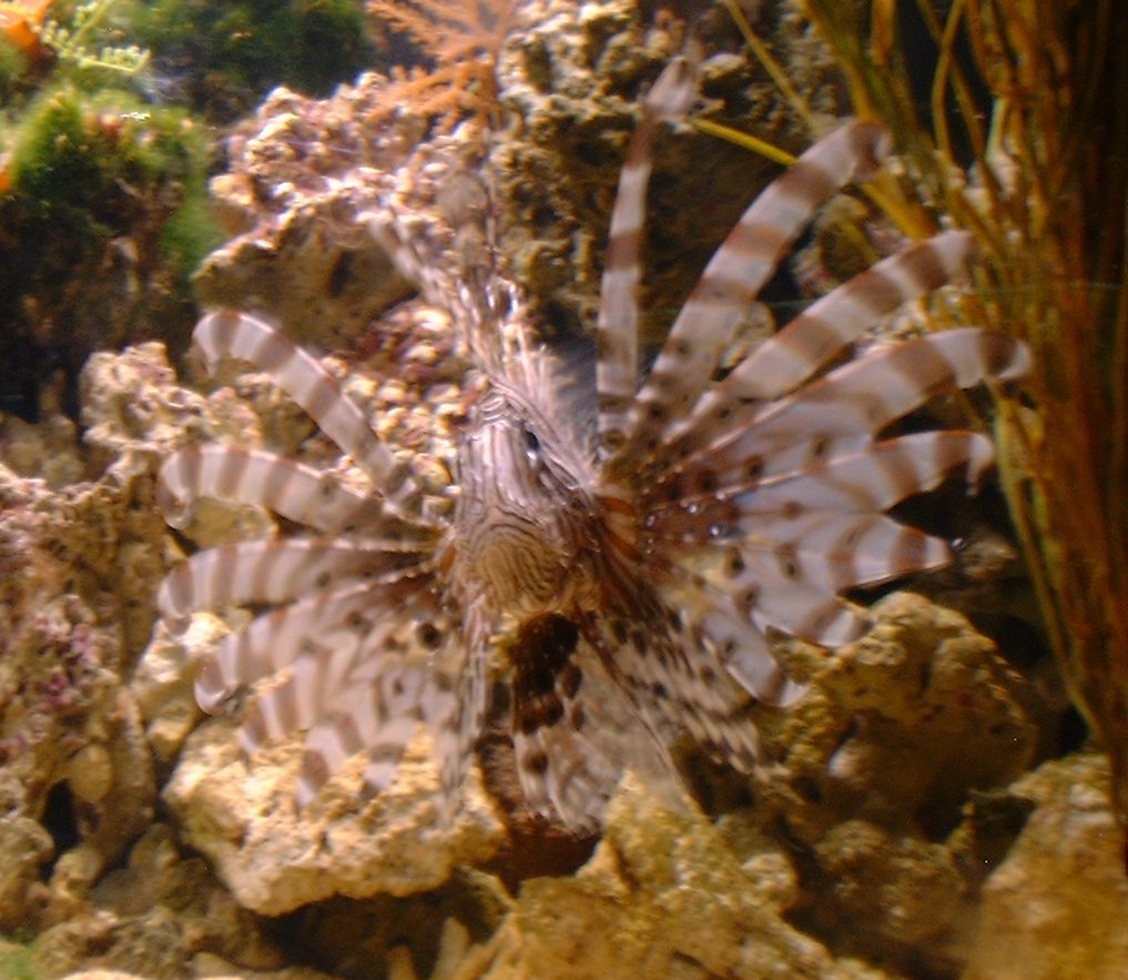 lionfish - P. volitans

What can I say? A classic.