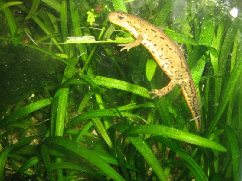 Lissotriton boscai female