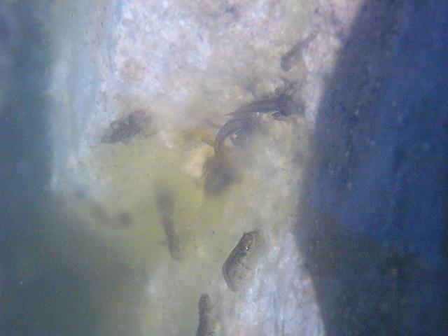 Lissotriton helveticus larvae and metamorphs.