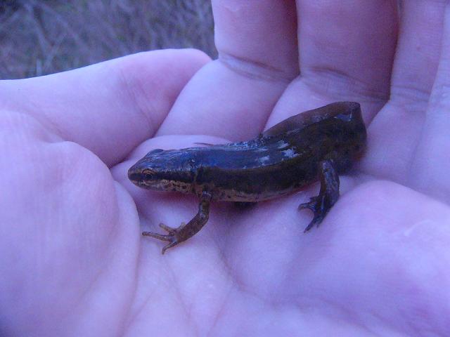 Lissotriton helveticus, male.