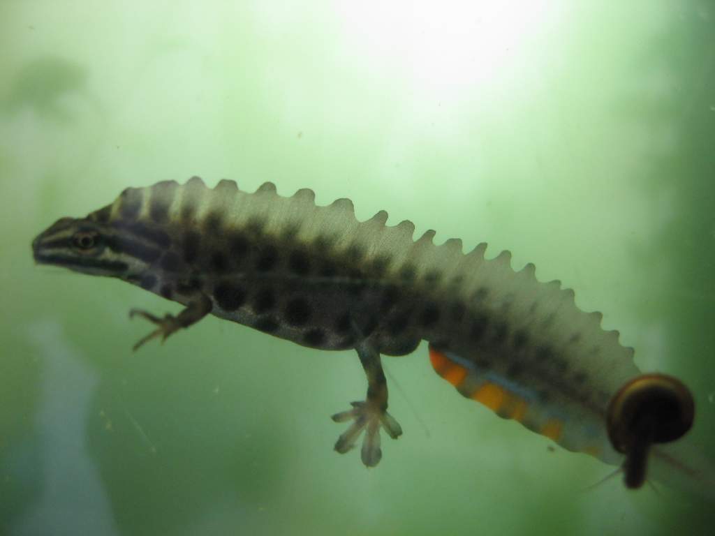 Lissotriton vulgaris ampelensis