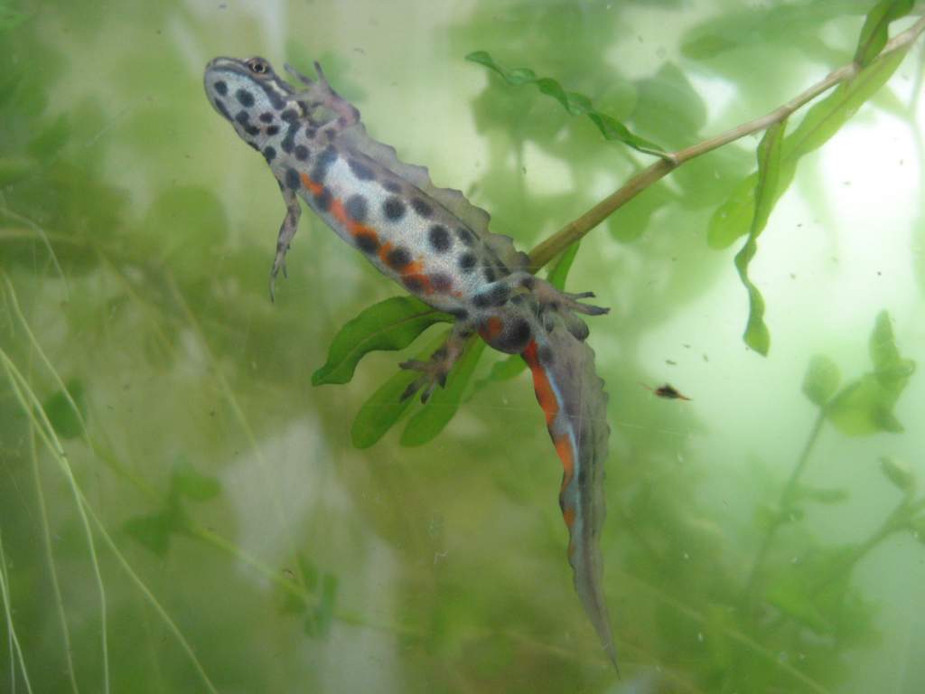 Lissotriton vulgaris ampelensis