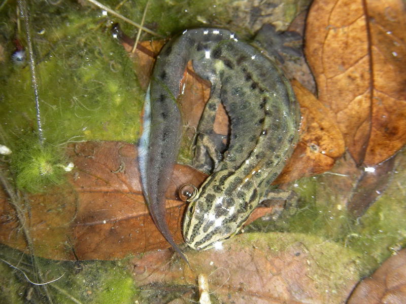 Lissotriton vulgaris meridionalis