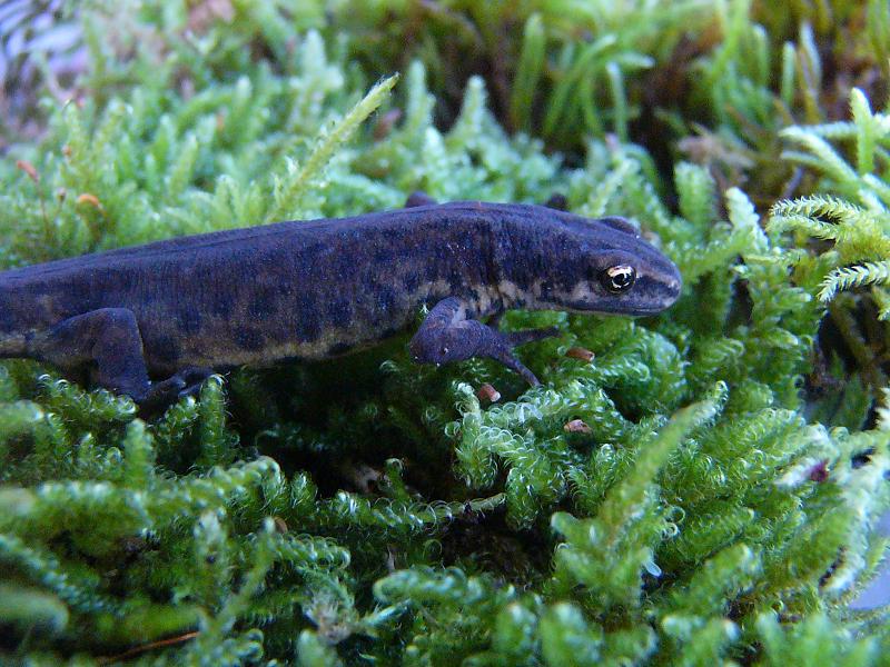 Lissotriton vulgaris vulgaris, male.