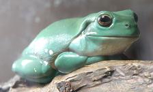 Litoria caerulea