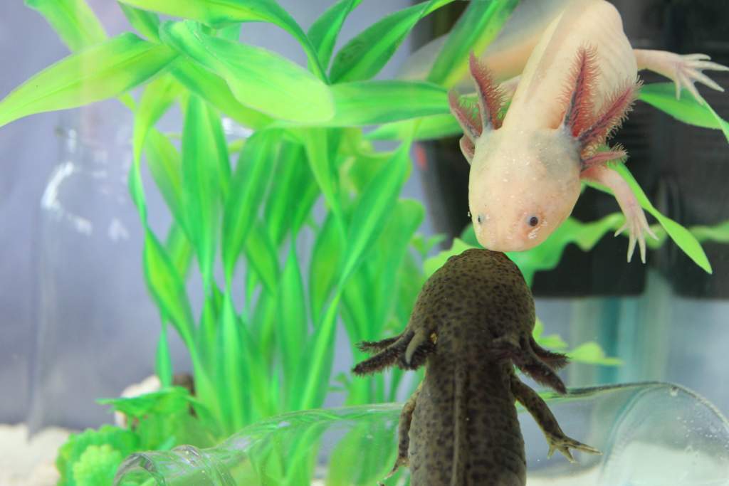 Little axolotls kisses!