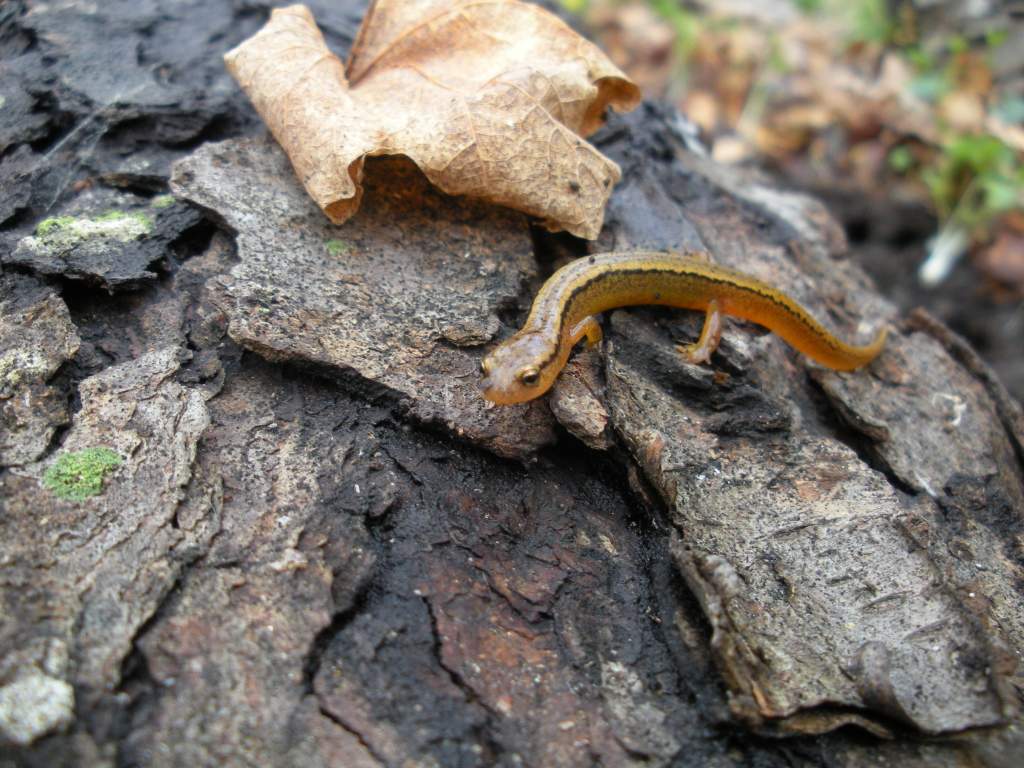 Little bit blurry Northern two-lined (E. bislineata)