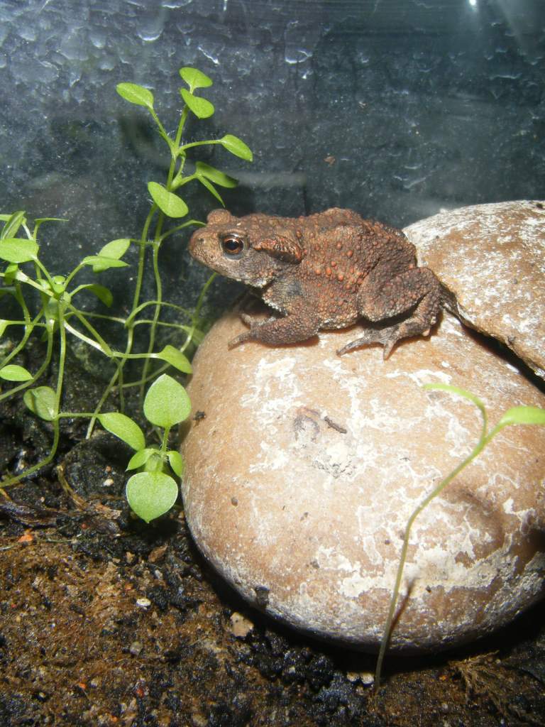 little common toad