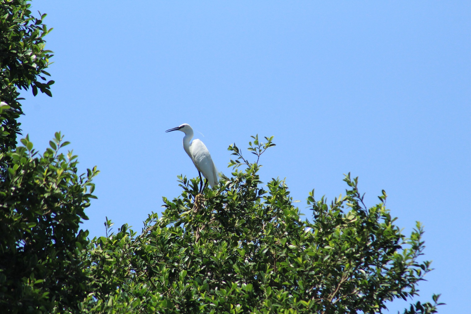 Little egret near the Dead Sea