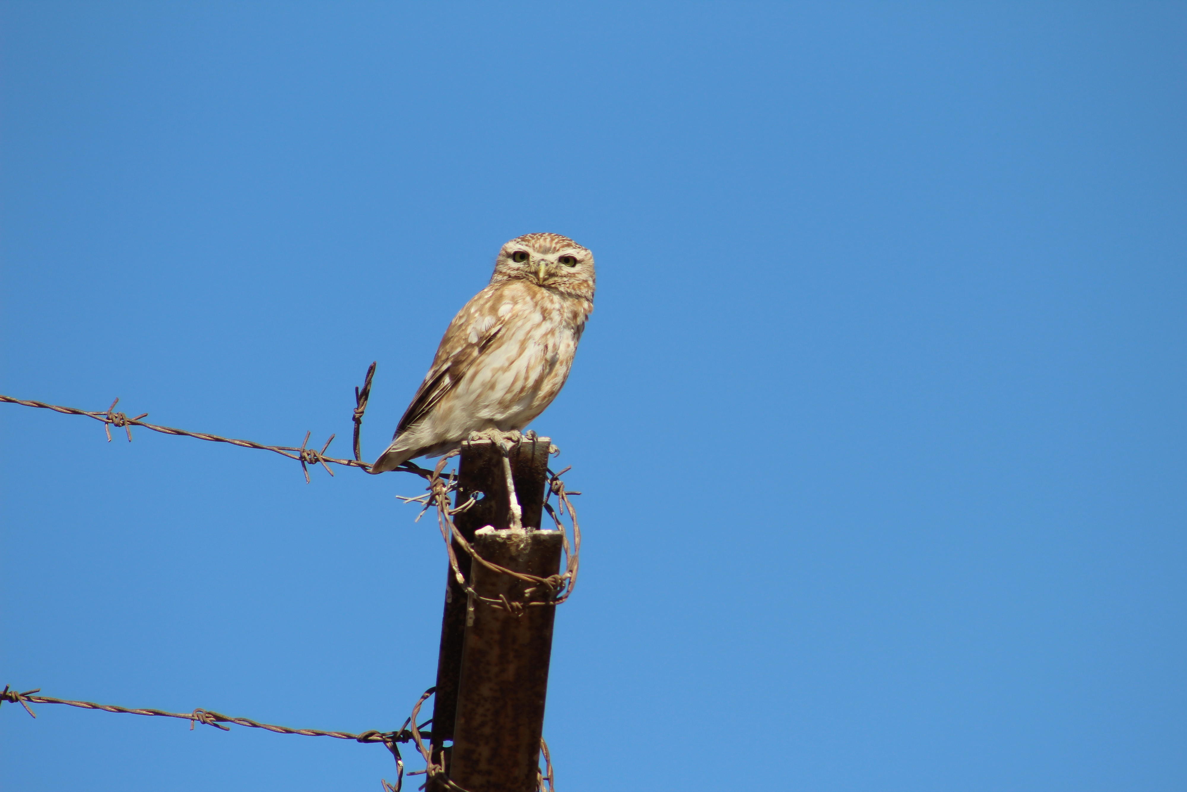 Little owl