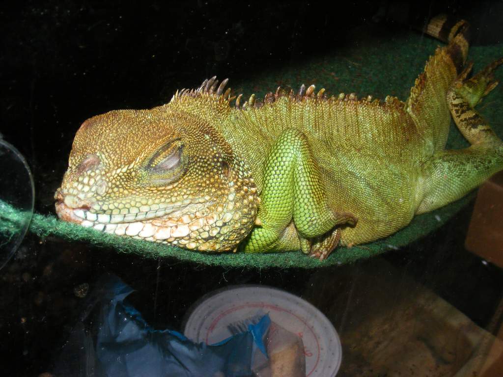 "Lizard-man" my adopted Chinese Water Dragon (sleeping)