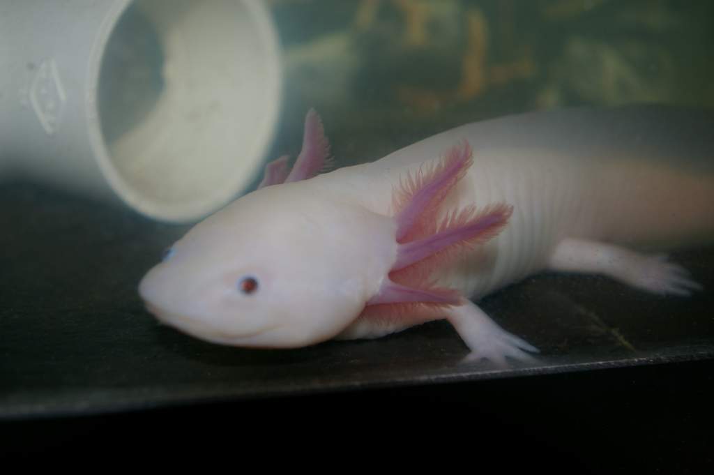 Llain- leucistic, non-GFP. Looks like his daddy, Niall, with no freckles. He was the healthier male of the three (2 males and a female, Leila, not pic