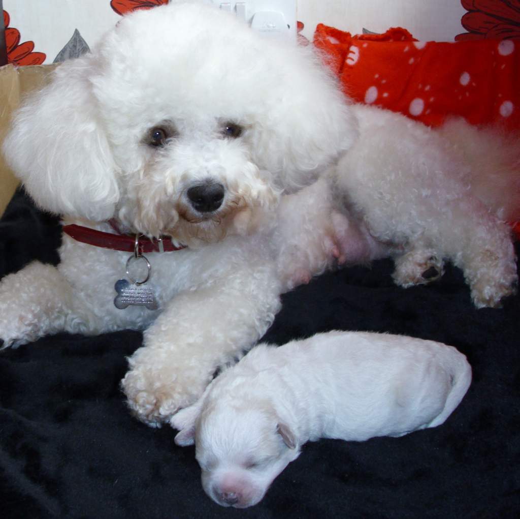 Lola and her first singleton puppy Simba