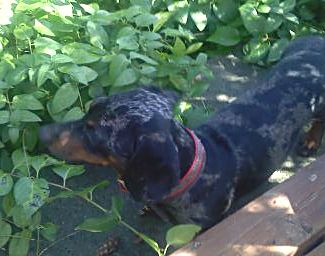 Lola in shade Sep 09.  Lola is a lovely black and tan dapple miniature dachshund.  She is super clever, has a wonderful temperament and confirmation a