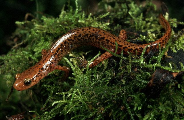 Long Tailed Salamander