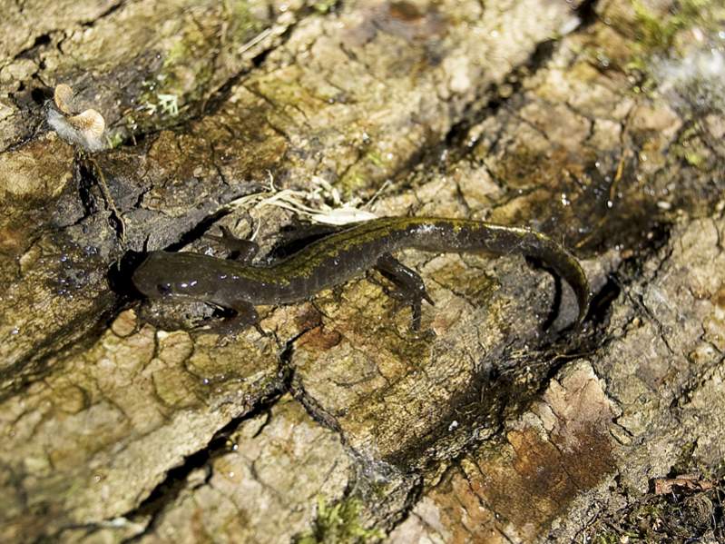 Long-toed Salamander (Ambystoma macrodactylum)