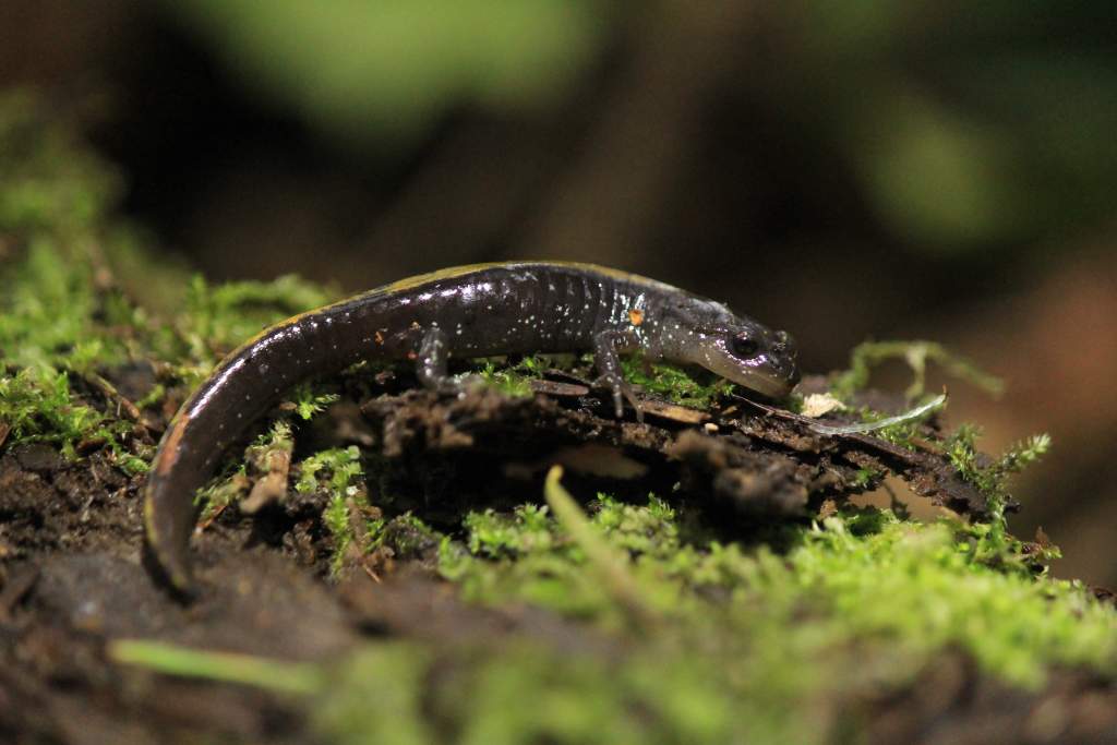 Long-toed Salamander (Ambystoma macrodactylum)