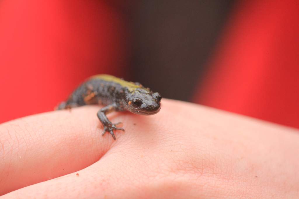 Long-toed Salamander, Farrell Marsh Park