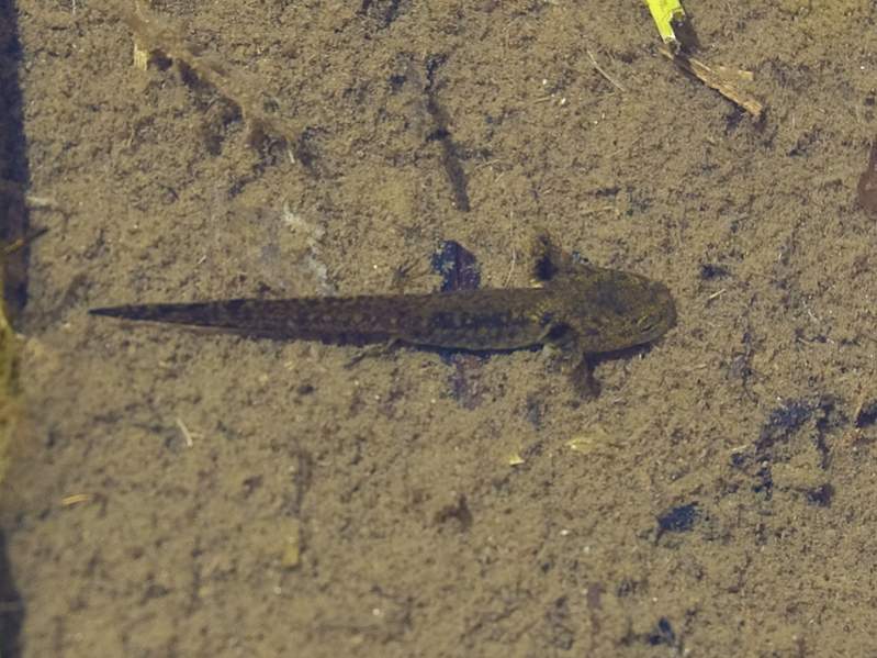 Long Toed Salamander Larva Ambystoma Macrodactylum Caudata Org