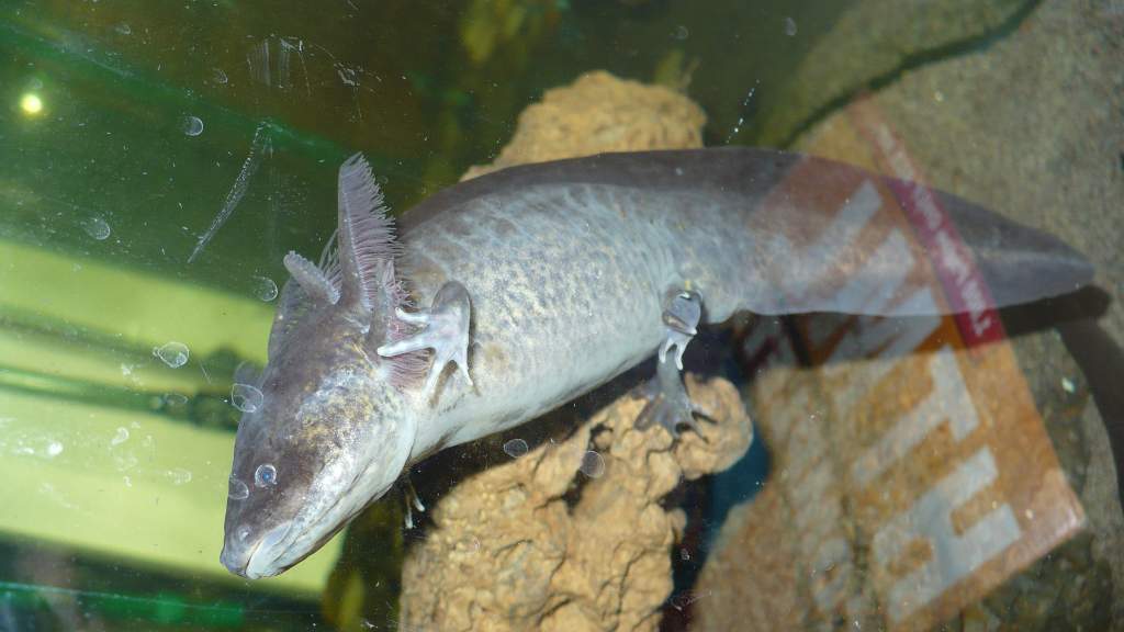 Looking around the tank