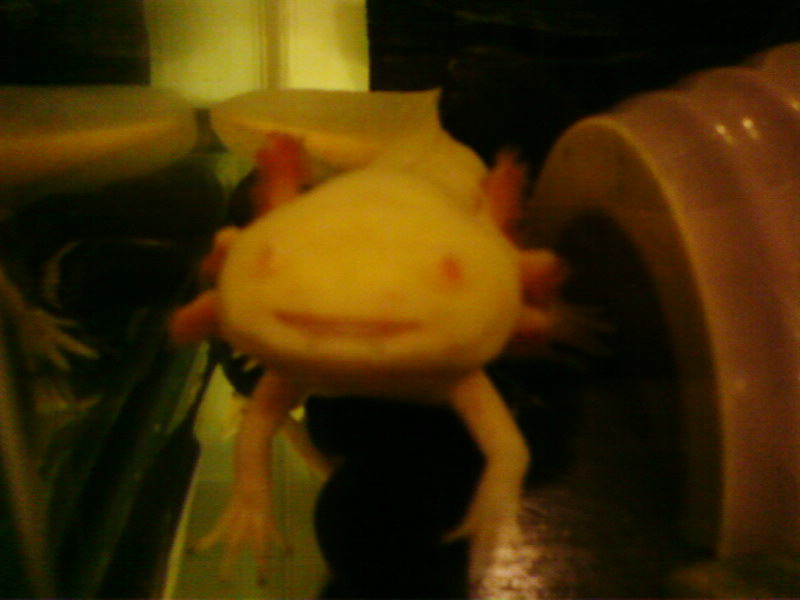 looking yellow from my phone camera. 
smiling with a mouthful of food!