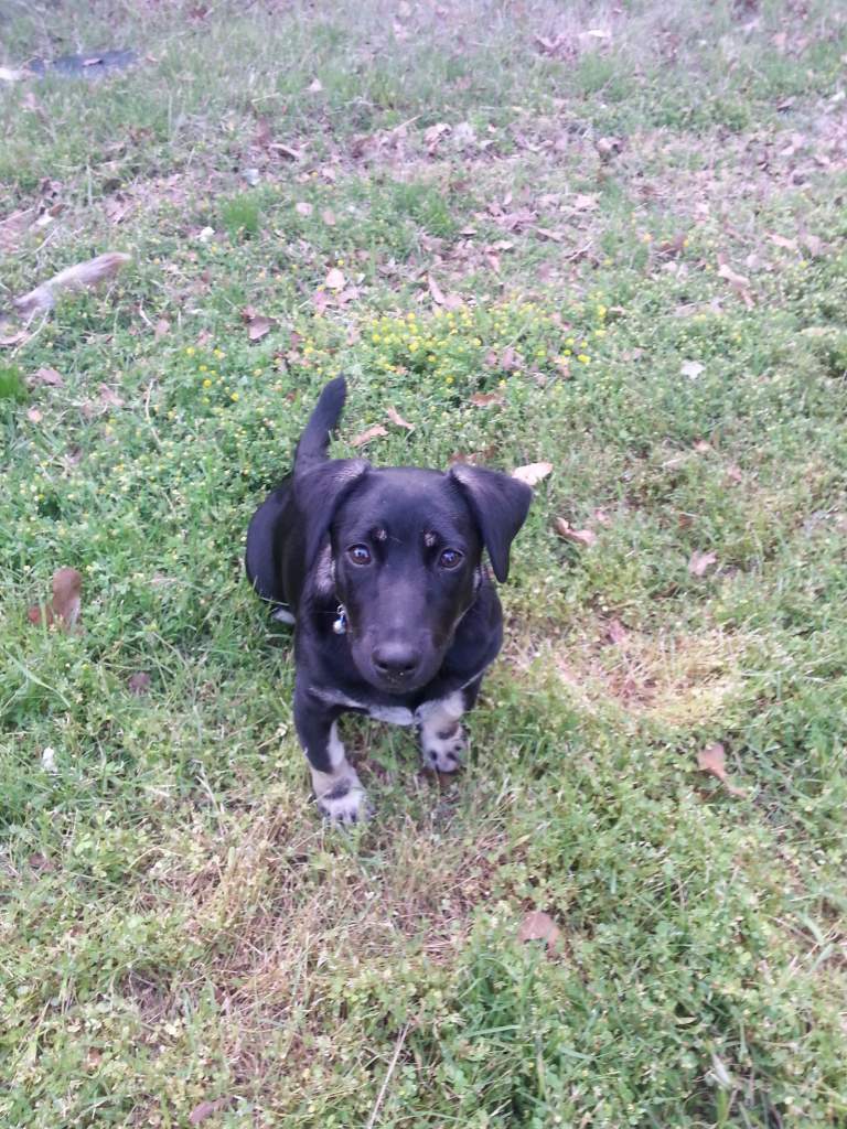 Lorie Darlin' - Corgi/Velociraptor mix