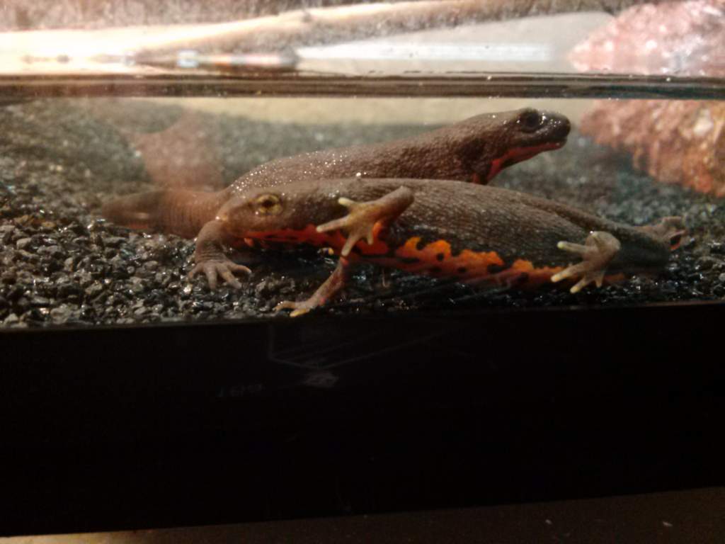 Love my newts and this picture