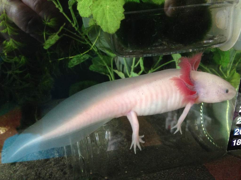 Loving his food jar