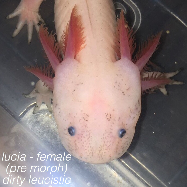 lucia - female
(pre morph)
dirty leucistic