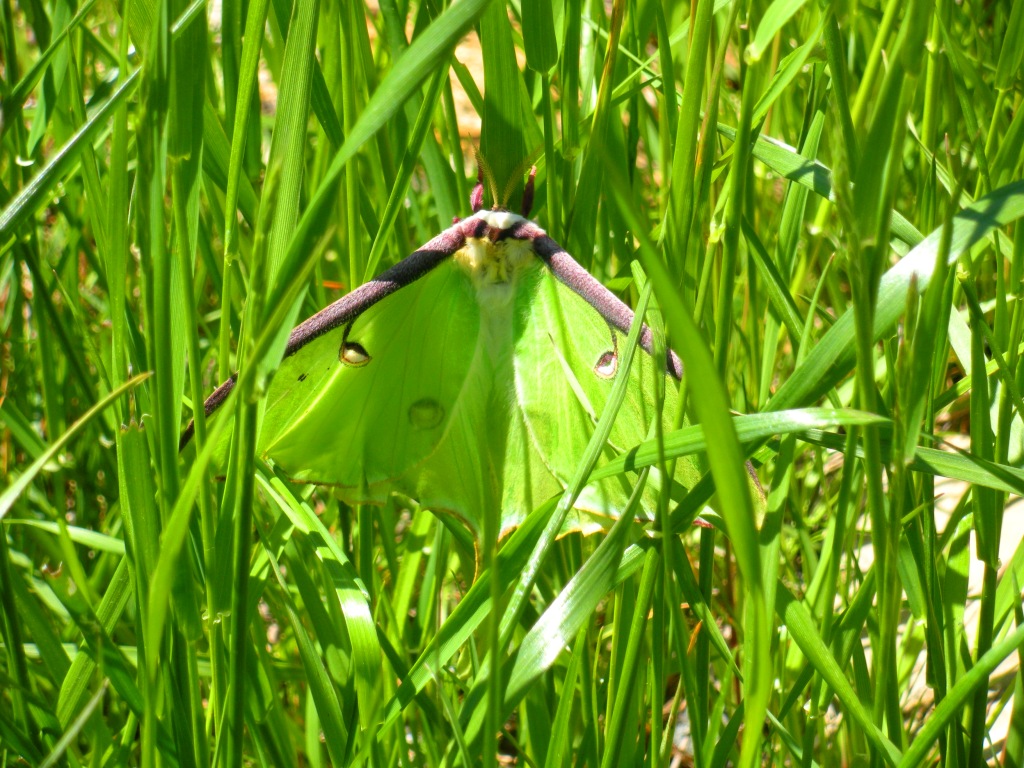 Luna moth (wingspan: 5 inches)