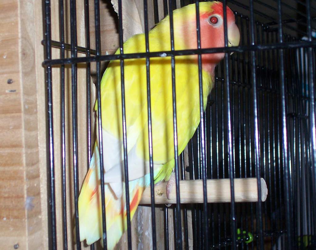 Lutino peachface love bird