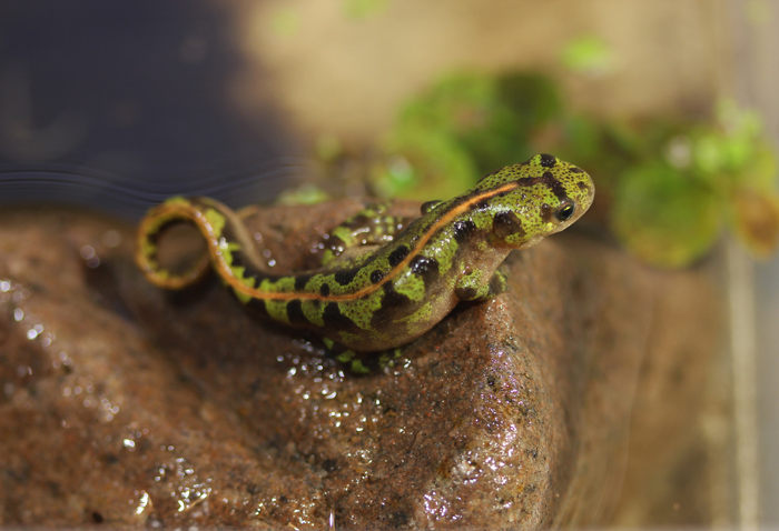 Lydia Porter    Triturus marmoratus