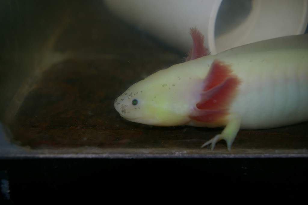 Lyonel- dirty leucistic GFP. He was the worst off of the three rescues I took in- missing toes, skinny as a rail, and had two infections before becomi