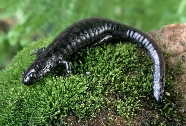 Mabee's Salamander