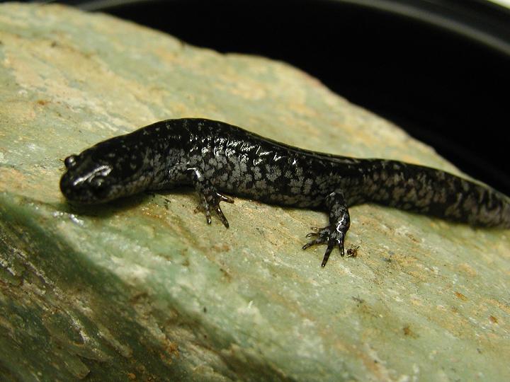 mabee's salamander