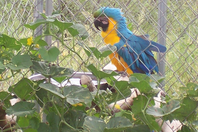 Macaw Oct 2005