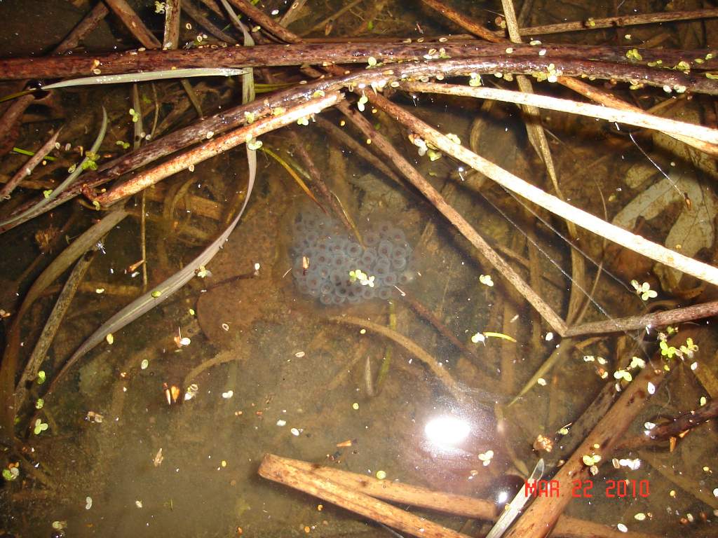 maculatum eggs