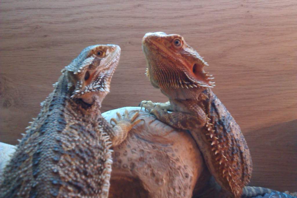 Maddie & Murphy
bearded dragons