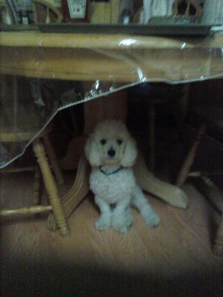 Madison, my dog.
he's a Coton De Tulear/poodle pup.