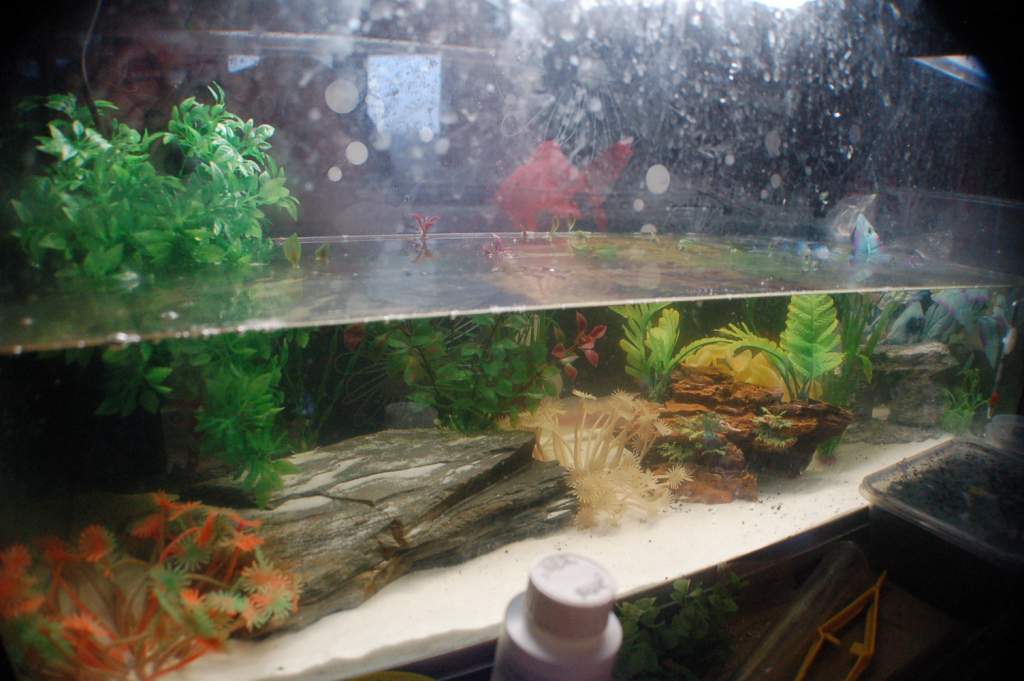 main axie tank from left.