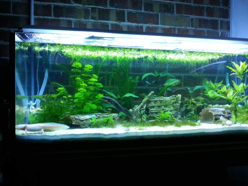 Main tank