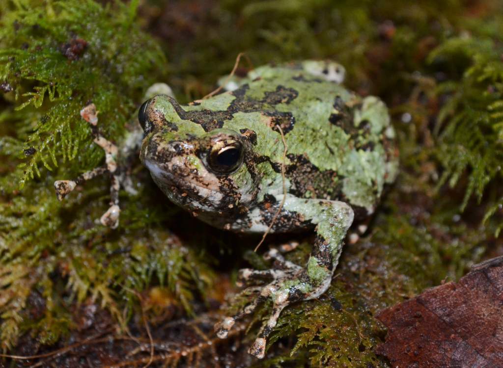 Malagasy Green Marbled Burrowing Frog Female
Nomenclature: Scaphiophryne marmorata
IUCN Red List: Vulnerable

© 2013 (These are my own photographs, pl