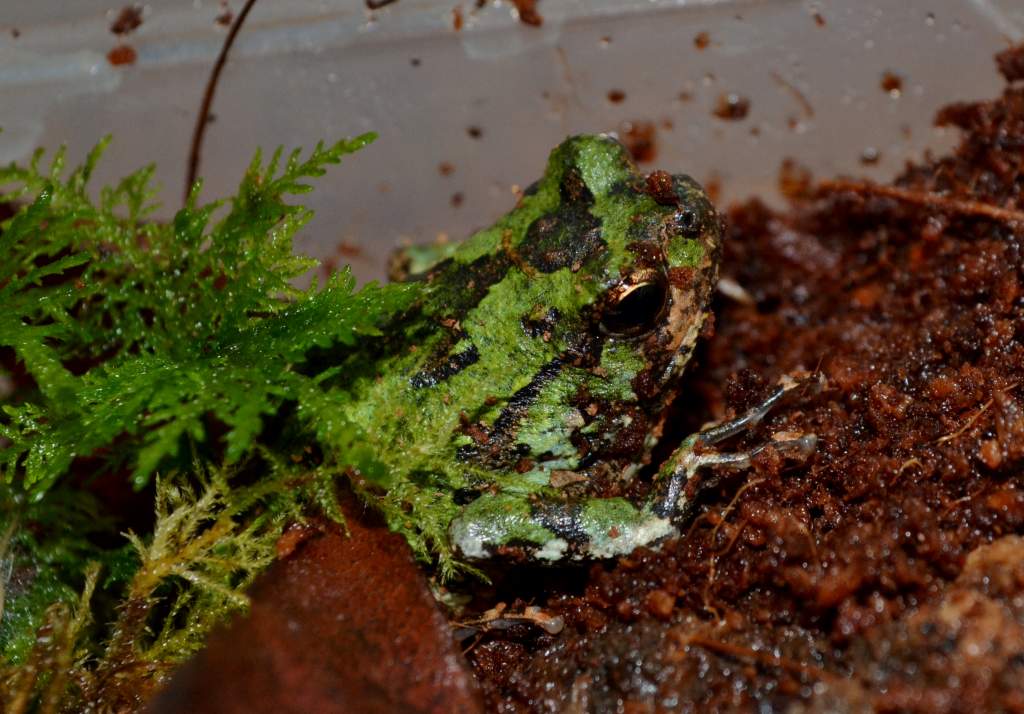 Malagasy Green Marbled Burrowing Frogs - Male
Nomenclature: Scaphiophryne marmorata
IUCN Red List: Vulnerable 

© 2013 (These are my own photographs, 