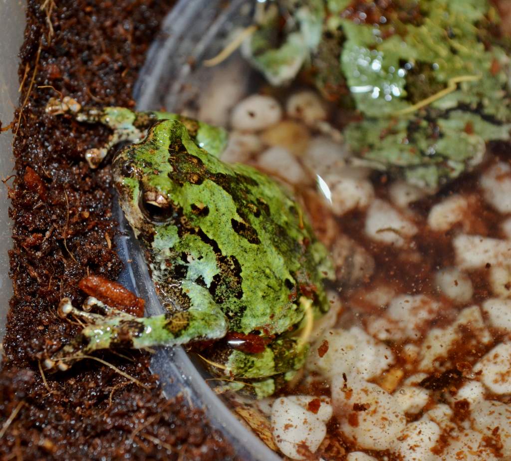 Malagasy Green Marbled Burrowing Frogs - Male
Nomenclature: Scaphiophryne marmorata
IUCN Red List: Vulnerable 

© 2013 (These are my own photographs, 