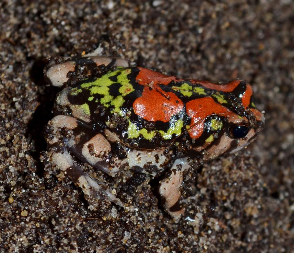 Malagasy Rainbow Burrowing Frog
Nomenclature: Scaphiophryne gottlebei
IUCN Red List: Endangered
Country of Origin: South-western Madagascar.

© 2013 (