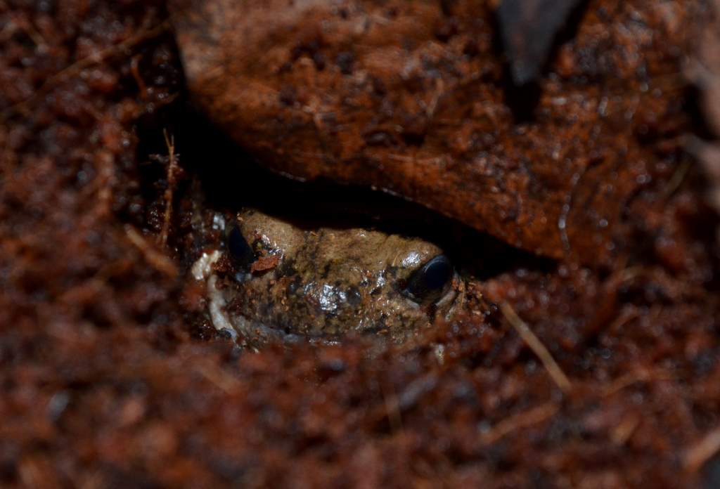 Malaysian Painted Bullfrog Female
Nomenclature: Kaloula pulchra
IUCN Red List: Least Concerned

Info: Is 1 of 14 species of the Kaloula genus (members