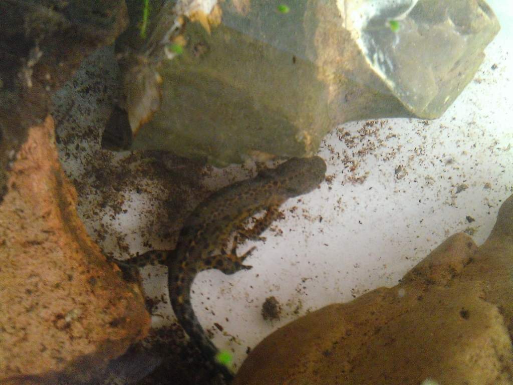 Male  Alpine Newt 21/4/14 aquatic