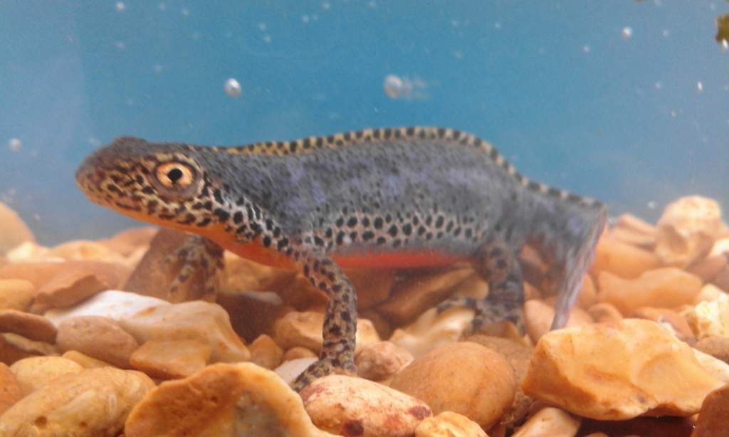 Male alpine newt